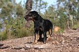 JAGDTERRIER ALLEMAND 047